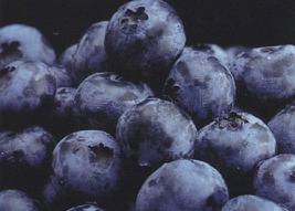 Toro Blueberry Plant - Huge Berries - Early - Self Fertile - 2.5&quot; Pot - $26.99