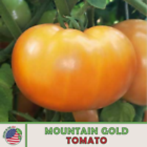  Mountain Gold Tomato Seeds, Heirloom, Non-GMO, Genuine USA 10 Seeds - $11.30