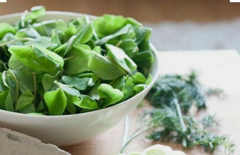 250 Plus Large Leaf Sorrel Herb Seeds - Non GMO-Organic - Open Pollinated. - $4.60