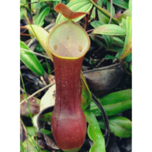 Nepenthes Reindwartiana Pitcher Plant 10 Seeds - $10.10