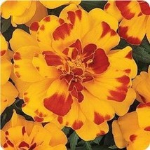 35 Marigold French Durango Bolero Annual Flower Seeds Fresh Gardening USA Shippi - $12.68