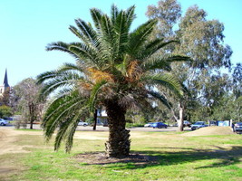 Phoenix Canariensis Hardy Canary Islands Date Palm Seeds Fresh Garden USA SELLER - $18.98