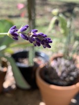 200+ English Lavender Seeds Heirloom Organic Nongmo Herb Usa Flower Easy... - $11.98