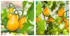 200 Seeds Tomato Yellow Pear Cherry Tomato - £19.58 GBP