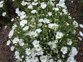 150 Seeds Arenaria Sandwort Seeds Mountain Sandwort - Outdoor Living - £39.81 GBP
