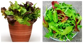 Gourmet Lettuce Blend Seeds | Mixed Salad Bowl Lettuce, Bulk 2000 Seeds - £13.32 GBP
