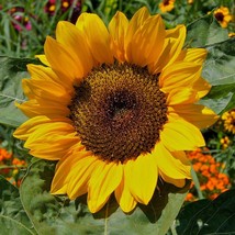 Dwarf Sunspot Sunflower Seeds Organic Dwarf Helianthus Annuus Seeds Yellow Flowe - £6.15 GBP