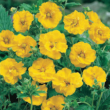50 Seeds Geum Giant Yellow Lady Strantheden Perennial Flower  - £13.10 GBP