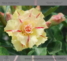 New Fresh 1 Pack 2 Seeds / Pack Rosy Adenium Obesum Siam Yellow Desert Rose Flow - £4.08 GBP