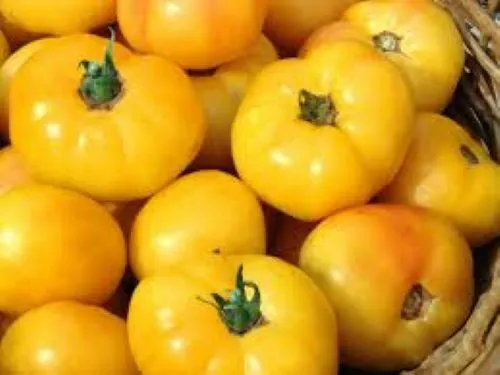 20 Organic Golden Queen Tomato Seeds Juicy Sweet Usa Fresh - £8.60 GBP