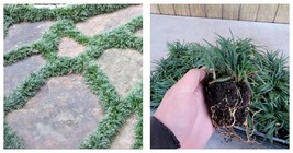 NEW! ( 3 ) - Dwarf Mondo Grass - Starter Plants ( 4in ) - ( 3 live plants ) - £41.40 GBP
