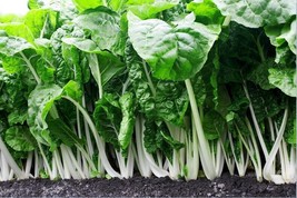 Fordhook Giant Swiss Chard 35 - 2000 Seeds Heat Tolerant Salad Greens Heirloom  - $1.75+