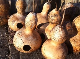 US Seller 50 Martin Birdhouse Gourd Seeds Heirloom Non-Gmo - £8.92 GBP