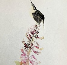 Carolina Wren 1950 Lithograph Art Print Audubon Bird First Edition DWU14E - £24.26 GBP