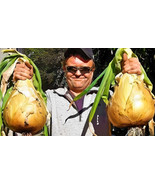 Onion Seeds Ailsa Craig Exhibition 100 Seeds Giant Onion 18lb. World Record - €10,42 EUR