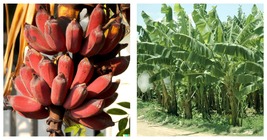 Live Plant RED Banana (Musa acuminata Red Dacca) Tropical Fruit Tree - £67.73 GBP