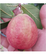 Rare Guava Tree (Different Varieties). 4 Years Old. Grafted. Grown In Gr... - £172.99 GBP