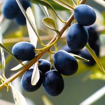 Canino Olive Tree Seeds Canina Tuscan Mediterranean Italian Extra Virgin Oil Gre - $7.90