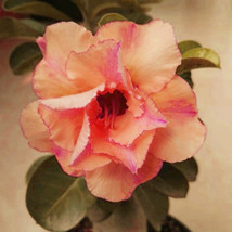 Adenium Orange Petals With Light Purple Stripes Flower Seeds 2 Seeds 3 Layer Des - $6.29