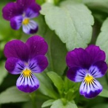 King Henry Pansy Viola Cornuta King Henry 50 Seeds Fresh Seeds - $7.98