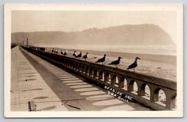 Seagulls At Seaside Oregon RPPC Real Photo Postcard K24 - £11.84 GBP