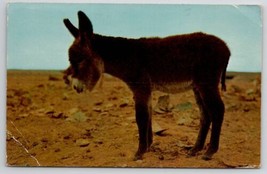 Baby Burro Mexican Donkey Riddle In Message To Think &amp; Grin NJ Postcard R28 - £4.75 GBP
