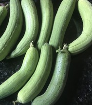 Luffa Gourd Seeds | Heirloom | Organic FRESH - $14.06