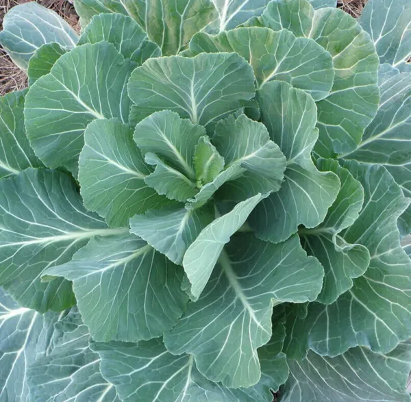 Georgia Collard Greens Seeds 300+ Cool Weather Vegetable Garden - £3.88 GBP