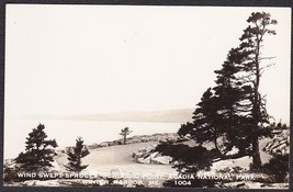 Acadia National Park Schoodic Point RPPC Wind Swept Spruce Photo Postcard - £9.79 GBP