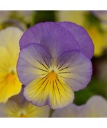 BRN 15 Pansy Seeds Cool Wave Blueberry Swirl Trailing Pansy Hanging Pans... - €12,54 EUR