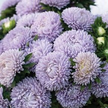 30 Aster Lady Coral Lavender Seeds New Fresh Seeds USA - £6.99 GBP