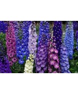 PSA Delphinium Seed 500 Seeds Giant Imperial Mix Striking Mixed Colors F... - $340.24 MXN