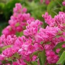 Antigonon Leptopus Coral Vine Bright Pink Flowers Seeds Fresh Usa Seeds - £13.41 GBP