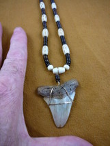 (sr247-1) 2-1/8&quot; Fossil ANGUSTIDENS SHARK TOOTH brown aceh bovine bone necklace - £55.87 GBP