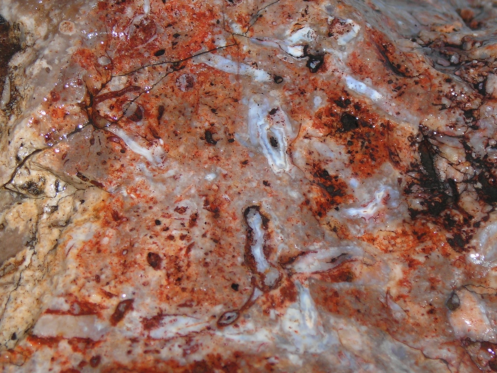 Fantastic Chunk Of Petrified Palm Wood--100% All Natural - $39.99