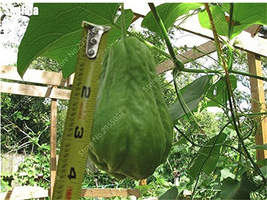 New Fresh 30 Pcs/ Bag Bonsai Chayote Seeds Outdoor Succulent Pumpkin Fru... - $4.16