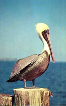 Vintage 3.5x5.5 Postcard A Pelican In Florida - £2.32 GBP