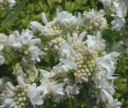 Virginia Mountain Mint (Pycnanthemum virginianum) Seeds  - £6.26 GBP