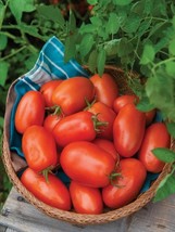SD Roma Vf Tomato Seeds Paste Type Homegrown Garden Sauce Type Determina... - $173.81 MXN