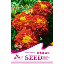 SL Fire Red French Marigold Annual Flowers Seeds, 50 Seeds, Original Pac... - $1.38