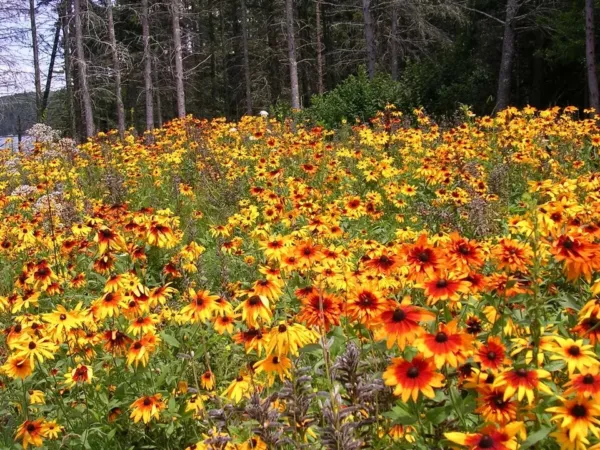 New Fresh Black Eyed Susan Gloriosa Daisy Mix - £8.23 GBP