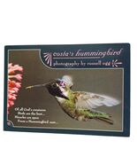 Postcard Costa&#39;s Hummingbird Feeding Pink Flower Close-Up Chrome Unposted - $9.92 CAD