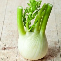 Grow In US 400 Florence Fennel Seeds Herb Non-Gmo - £7.00 GBP