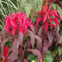 Top USA Seller Molten Fire Amaranth Seeds Seeds Amaranth Seedsus Bicolor Packet  - £14.16 GBP