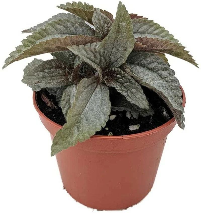 Pilea Clouds Friendships Silver Greats Terrarium Fairy House Live Plant ... - $35.85