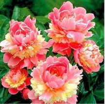 10 Seed Sorbet Robust Colorful Double Blooms Peony Tree Seeds Meaty Pink Yellow  - $8.35