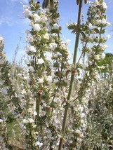 GIB 75 Sacred White Sage Salvia Apiana Shrub Silver Folliage Native Smudge Seeds - $18.00