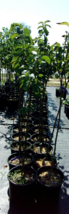 Kor EAN Giant Asian Pear 4-6 Ft Tree Plant Healthy Sweet Fruit Trees Pears Plants - £77.49 GBP