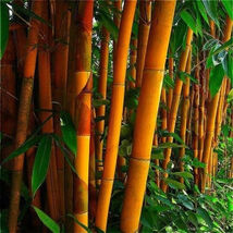 Fresh 50 Orange Bamboo Seeds Privacy Seed Clumping Exotic Screen 391 Us ... - $10.00
