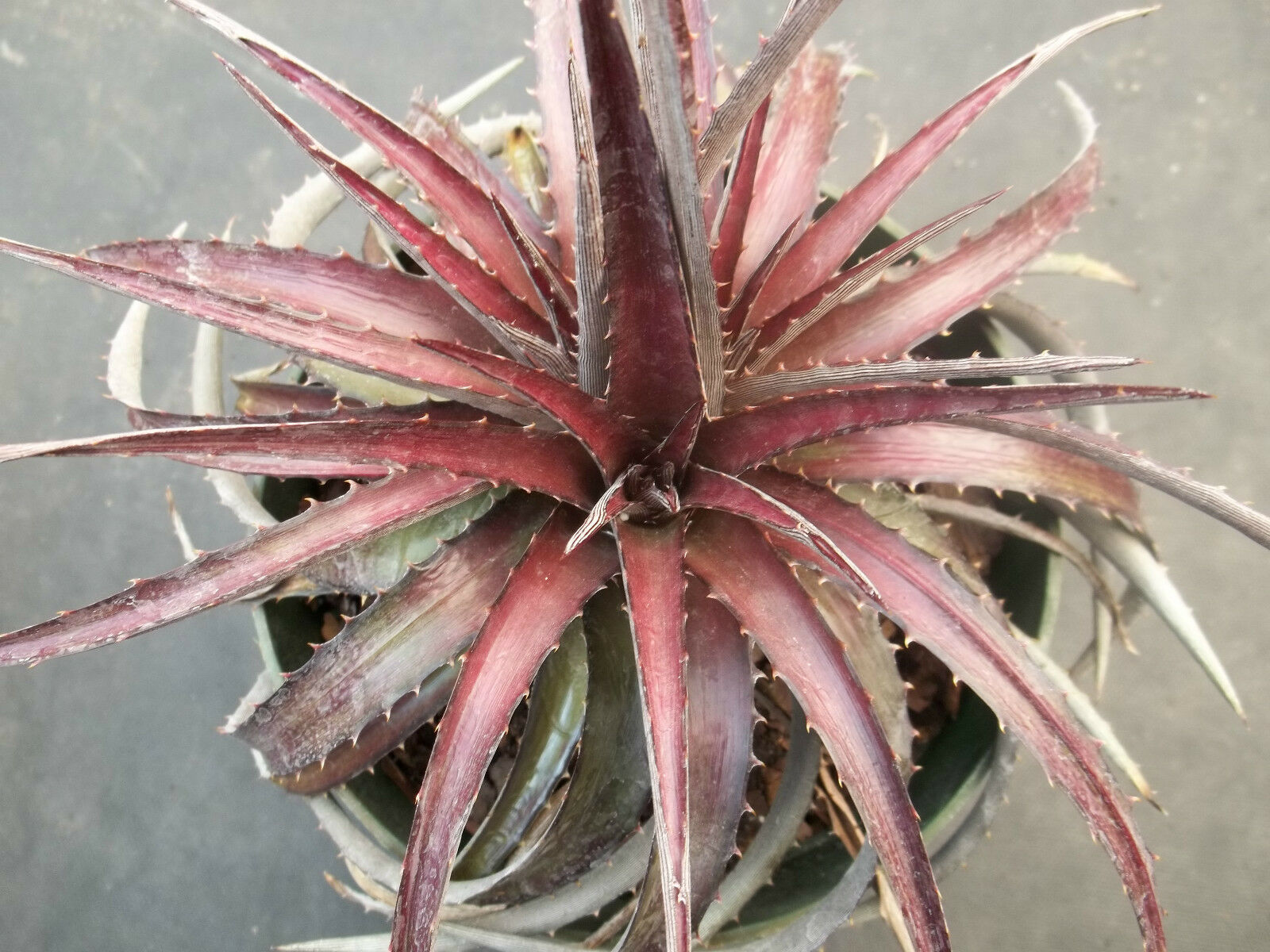 DYCKIA CHERRY COKE Hybrid exotic terrestrial bromeliad air rare seed 10 seeds Item image 2